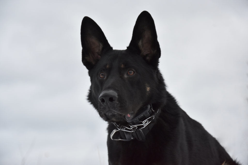 K9 Unit Hooksett Police Dept.